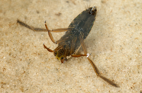 Gemeiner Rückenschwimmer (Notonecta glauca) - © Gernot Kunz